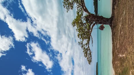 Baum-Am-Strand-Einer-Lagune-Auf-Der-Isle-Of-Pines---Vertikale-Zeitraffer-Wolkenlandschaft