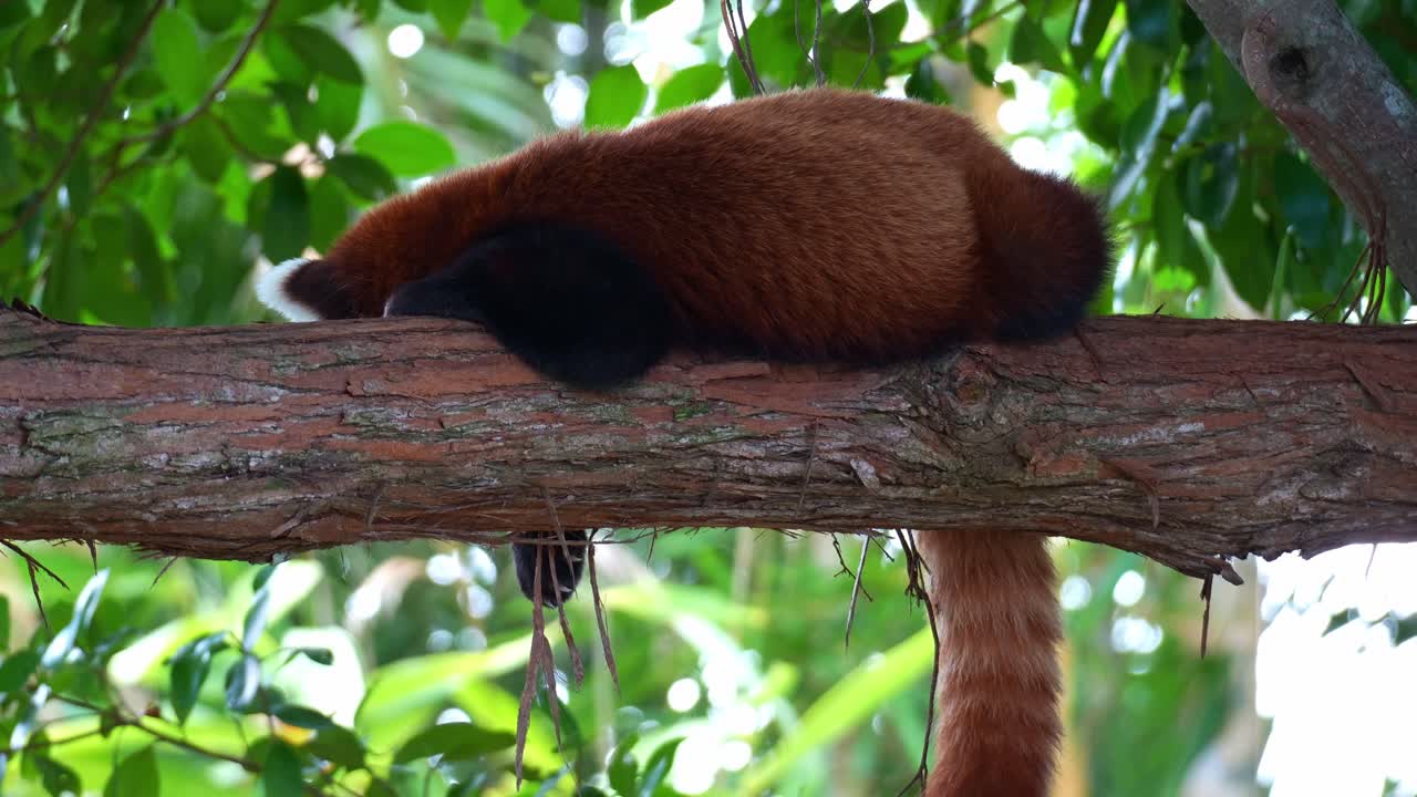 Primo piano di un panda rosso (Ailurus fulgens) assonnato che dorme su un ramo di un albero