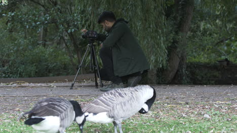 videógrafo independiente masculino agachado para filmar cisnes