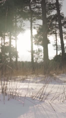 winter forest scene with snow