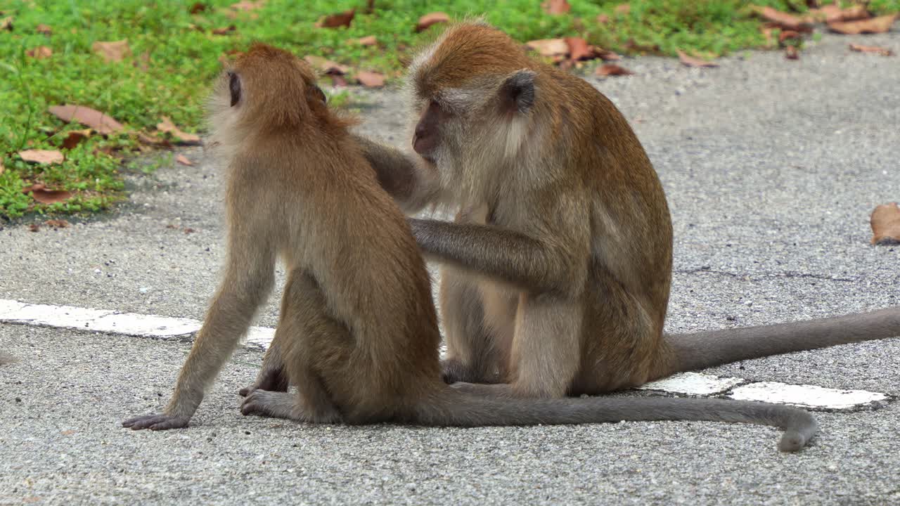 una madre macaco de cola larga recogiendo, eliminando y comiendo piojos, pulgas, parásitos de su cría en la orilla de la carretera, mostrando el aseo social y el comportamiento de unión de los monos, disparo de cerca