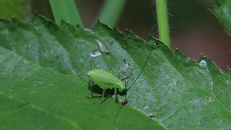 a well camouflaged bush-cricket nymph sitting on a leaf in a hedgerow. late spring. uk