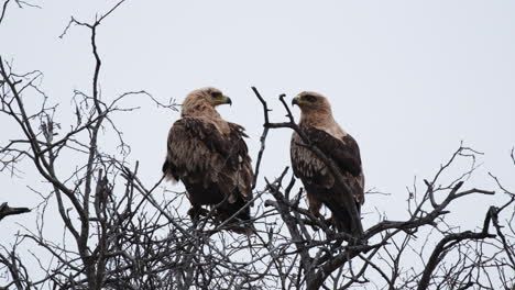 a pair of golden eagles resting over dried tree branches in the wilds