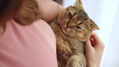 mujer sosteniendo un lindo gatito escocés plegado