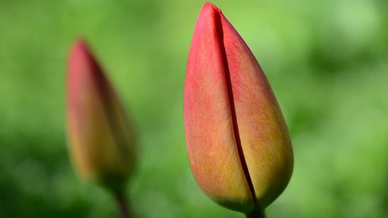 Tulipas na primavera