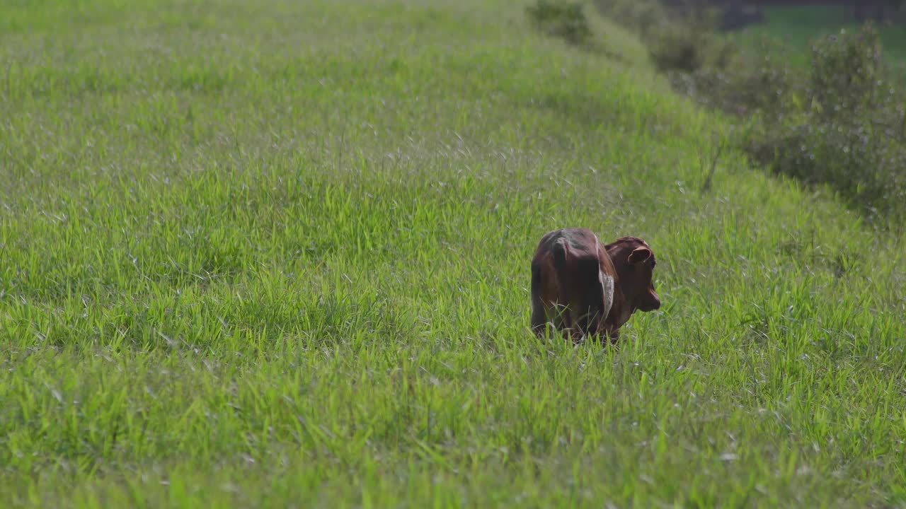 Mucca sul bellissimo prato