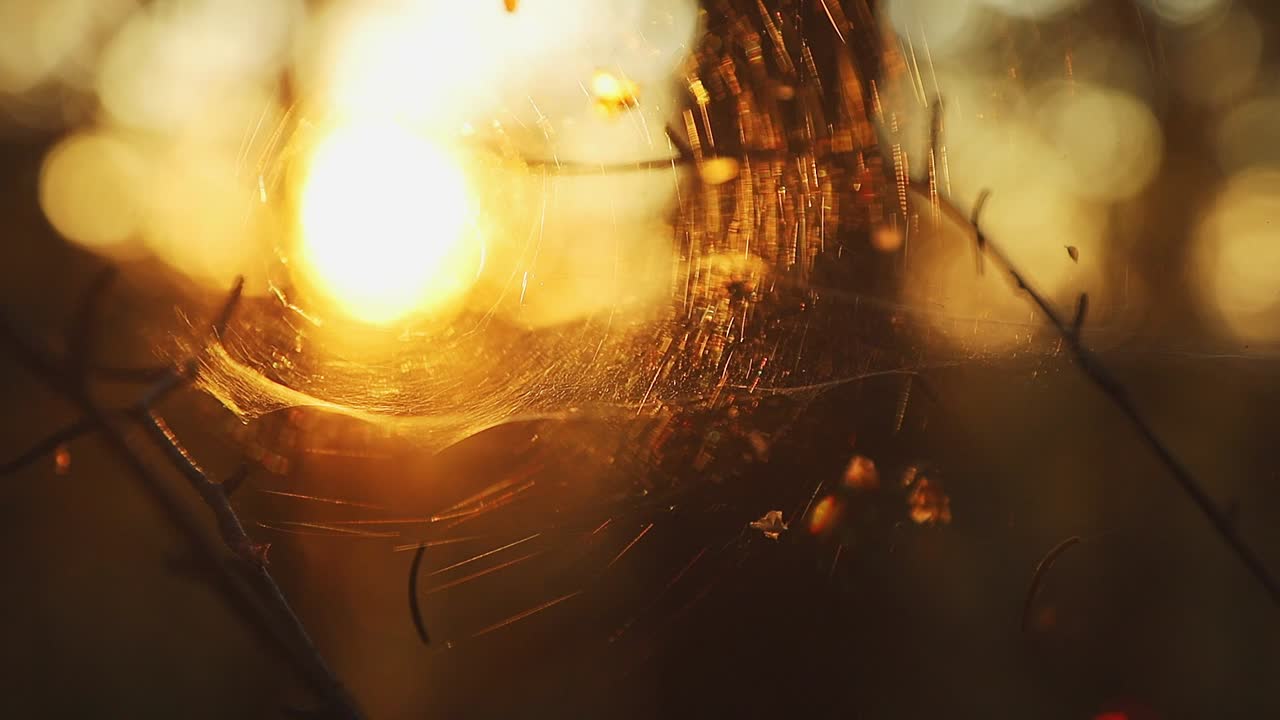 diminuta telaraña y araña en el bosque, iluminada por el sol de verano