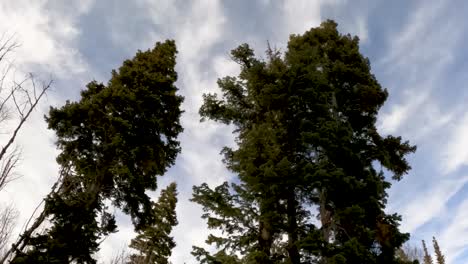 looking up at evergreen trees