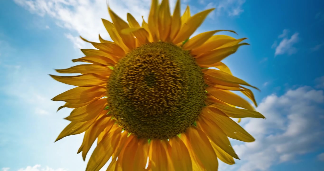 Girasol amarillo vibrante floreciendo contra un cielo azul