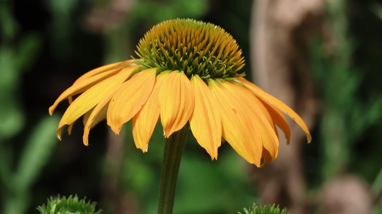 Yellow coneflower in profile moving gently in the breeze