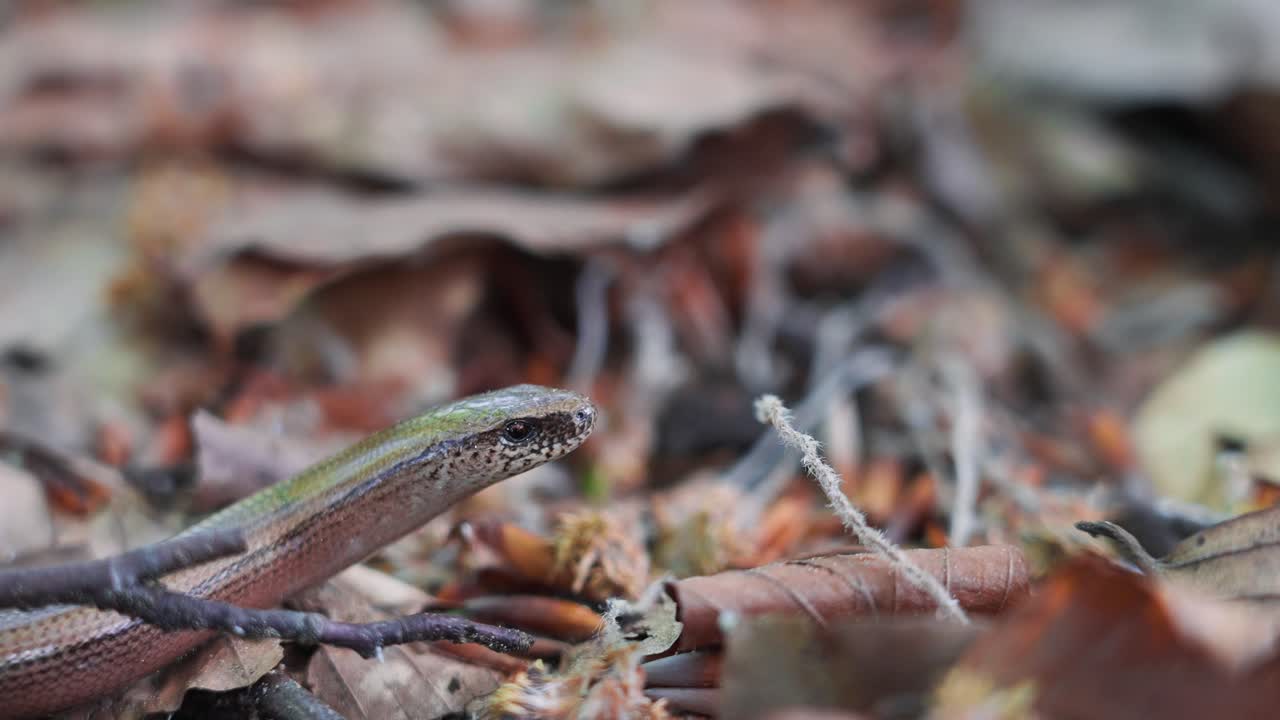 Slowworm or Anguis fragilis moves and shakes in dry leaves on the forest floor, blending into its habitat