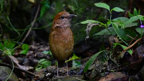 the rusty-naped pitta is a confiding bird found in high elevation mountain forests habitats, there are so many locations in thailand to find this bird