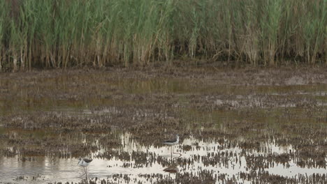 Close-up-of-two-Stilt-Walkers-on-the-hunt-in-swamp