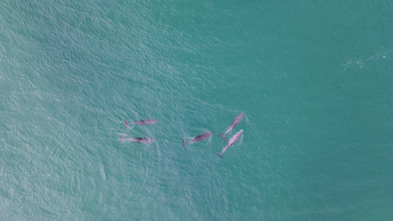 수컷 돌고래 무리가 짝짓기 행동을 보여주기 위해 암컷 돌고래를 따라갑니다.