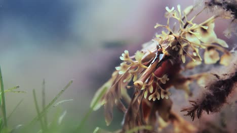 Belaubter-Seedrache-Mit-Eiern-Makro-Nahaufnahmen-4k-Zeitlupe