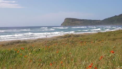 Orangefarbene-Mohnblumen-Auf-Dem-Feld---Lennox-Head-Strand-Mit-Meereswellen---Lennox-Point-In-New-South-Wales,-Australien