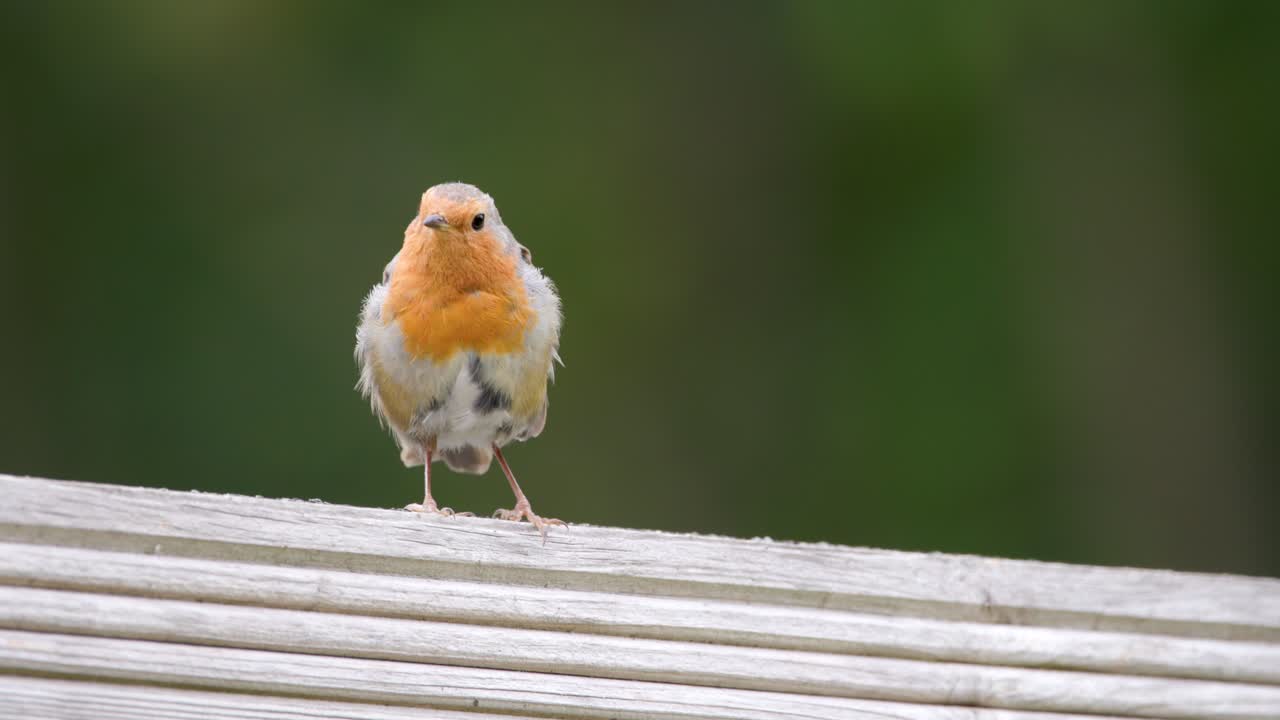 Robin, Bird, Stood Watching In Garden