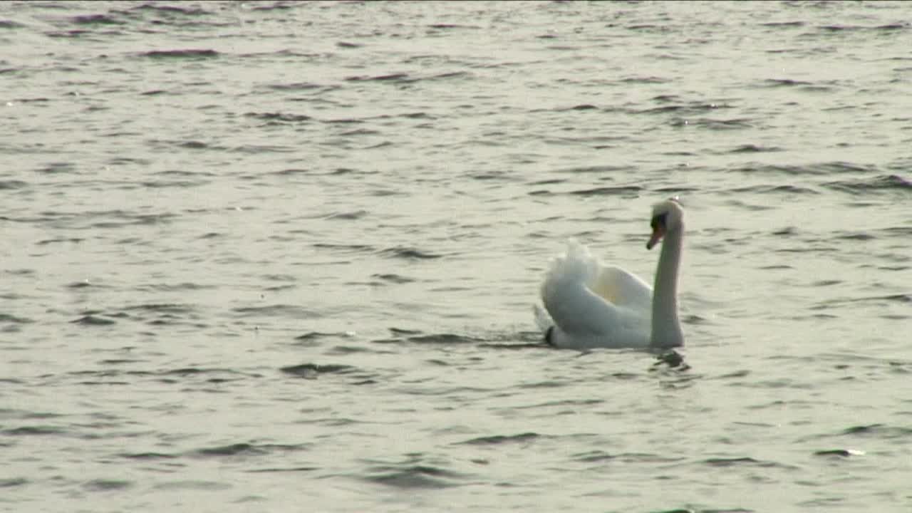 un cisne nadando en el agua de rutland, el embalse artificial más grande de europa
