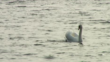 Un-Cisne-Nadando-En-El-Agua-De-Rutland,-El-Embalse-Artificial-Más-Grande-De-Europa