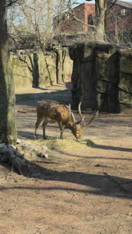 vertical shot of pere david's deer grazing and eating hay or grass