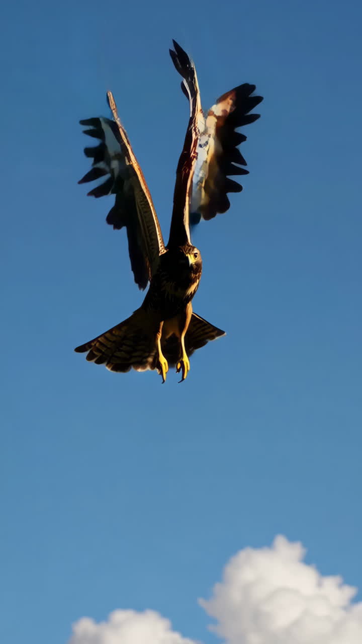 halcon en vuelo
