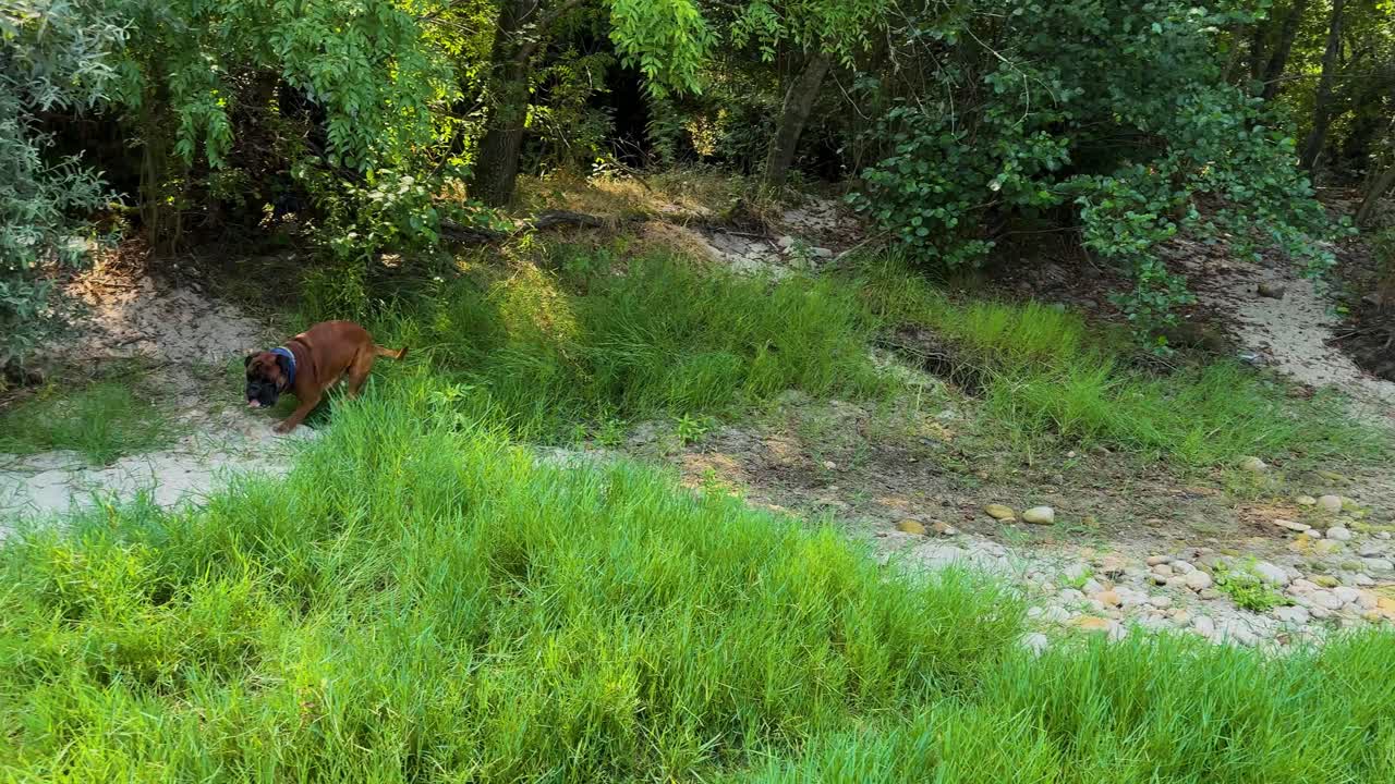A dog runs like crazy in the grass around its owner on the bank of a small river