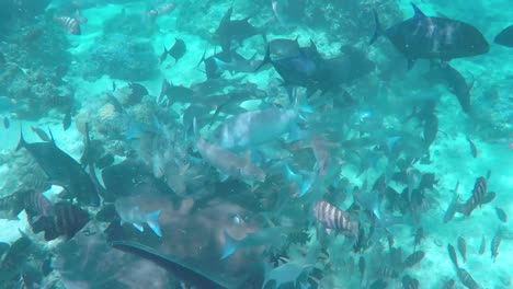 lots of tropical fishes and sharks in french polynesia, underwater shot