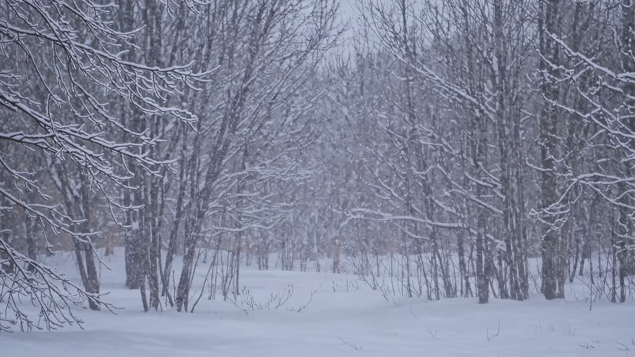 A serene winter forest scene with snow-covered trees, captured at eye level