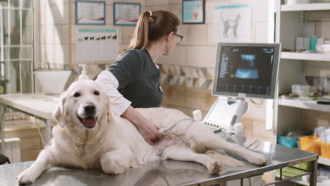 female vet performing ultrasound on dog