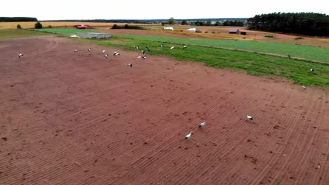 Large-group-of-common-cranes-starting,-taking-off-from-rural-field-for-migration-flight