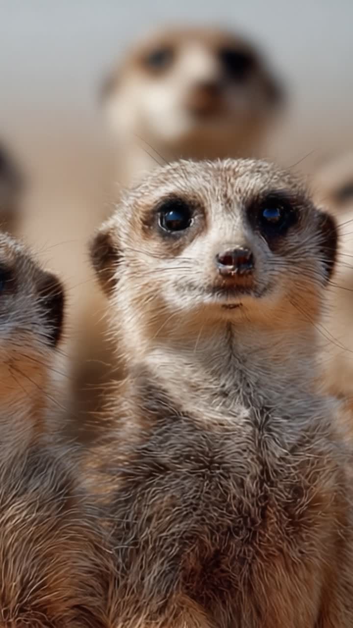 A Curious Group of Meerkats Observing Their Surroundings with Alert Expressions, Showcasing Their Playful and Social Nature in the Wild