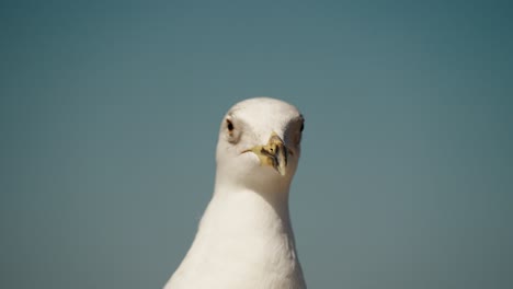 detailed close-up of a seagull’s head with a sharp gaze, set against a cloudless blue sky in essaouira, morocco.