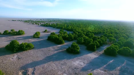 Aerial-view-of-pine-tree-area-next-to-an-oasis-near-San-Pedro-de-Atacama-region-in-the-north-of-Chile