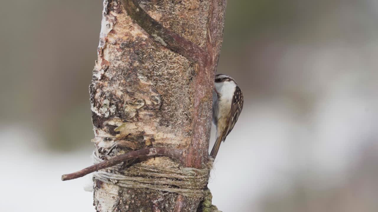 pájaro enredadera marrón subiendo en el tronco del árbol con su pico curvo para cazar insectos