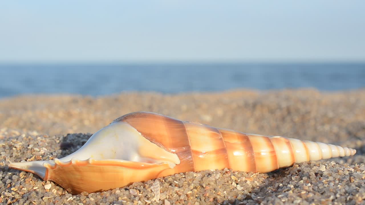 Sea cockleshells against the background of the sea. Shooting on the beach