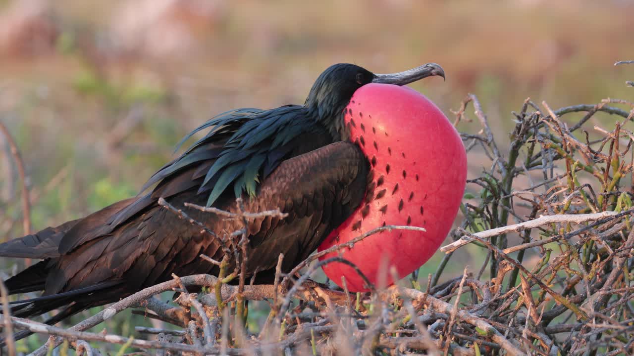 크고 붉은 부풀린 가슴을 가진 웅장한 군함새 짝짓기 호출