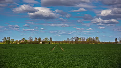 toma estática de un increíble paisaje de verano con un campo verde de cultivos de trigo y nubes blancas que pasan en un lapso de tiempo durante el día