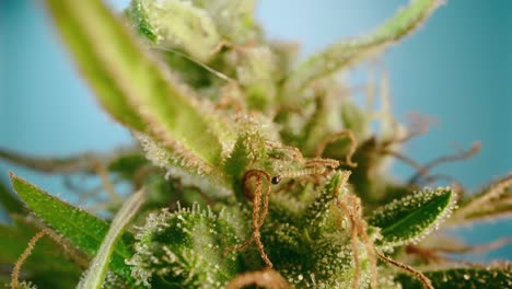 macrodetalle de los gusanos que se alimentan de la flor del capullo de cannabis