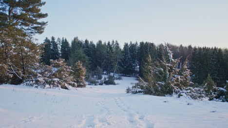 walking on a snowy field between trees and bushes