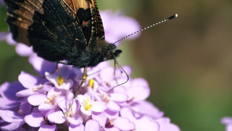 Close-up-showing-how-a-painted-lady-butterfly-uses-its-proboscis-to-feed-from-a-flower