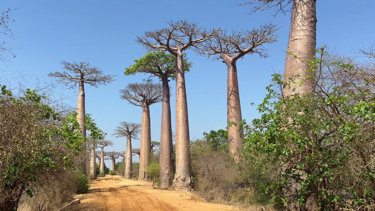 Madagaskar'daki baobap ağaçları yolunun panoramik görünümü.
