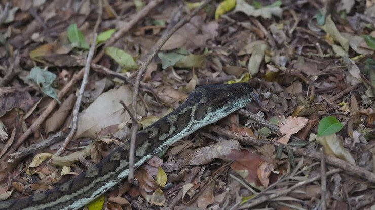 Een python glijdt door bosafval