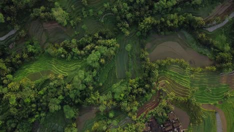 Toma-Aérea-De-Arriba-Hacia-Abajo-Que-Muestra-El-Patrón-De-Hierba-Y-Plantas-En-Una-Plantación-Tropical-Con-Campos-De-Arroz-En-Indonesia