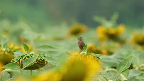 Seen-on-top-of-a-flower-looking-around-for-something-to-catch-and-eat,-Pied-Bushchat-Saxicola-caprata,-Thailand