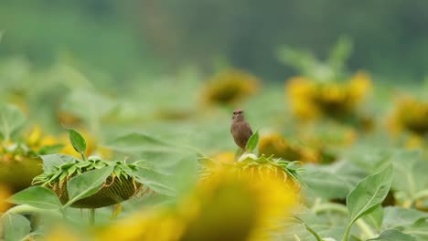 visto en la parte superior de una flor mirando a su alrededor en busca de algo para atrapar y comer, pied bushchat saxicola caprata, tailandia