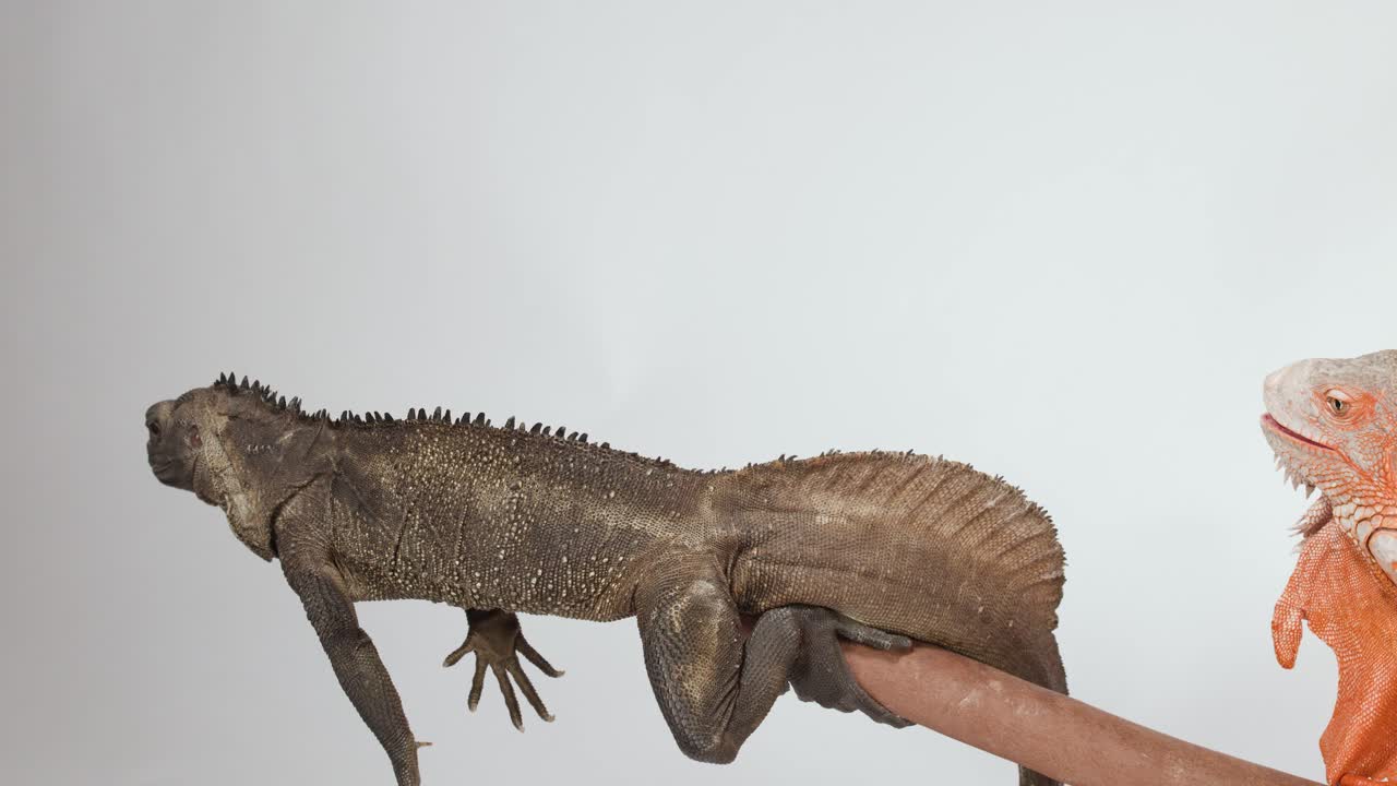 Un basilisco piumato marrone e un'iguana rossa sono seduti su un ramo su uno sfondo bianco