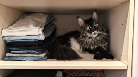 maine coon domestic feline cat indoor hide in clothes drawer home pet animal
