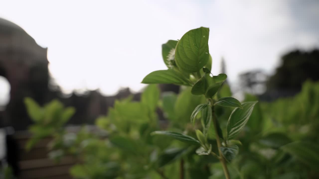 plantas verdes sacudidas por el viento