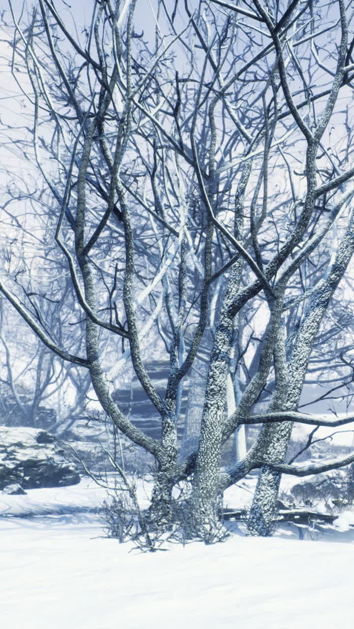 Snow covers trees and a small cabin during winter in a forest setting