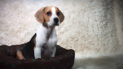 4k shot of a beagle puppy dog escaping from his place